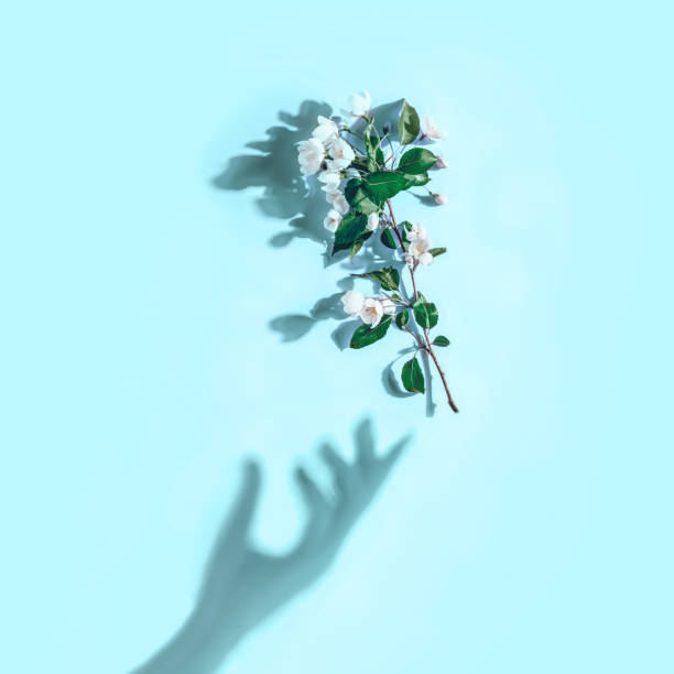 istock Creative layout with a branch of apple blossoms on a pastel blue background. Flat lay. Spring minimal concept 1209209862