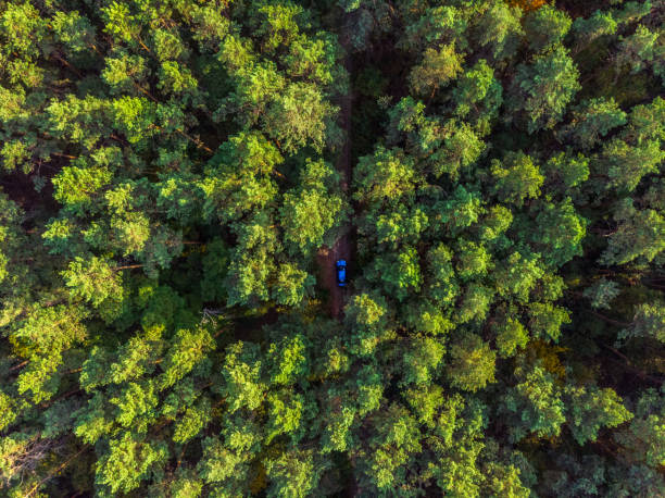 istock Aerial view on evergreen pine forest. 1209209901