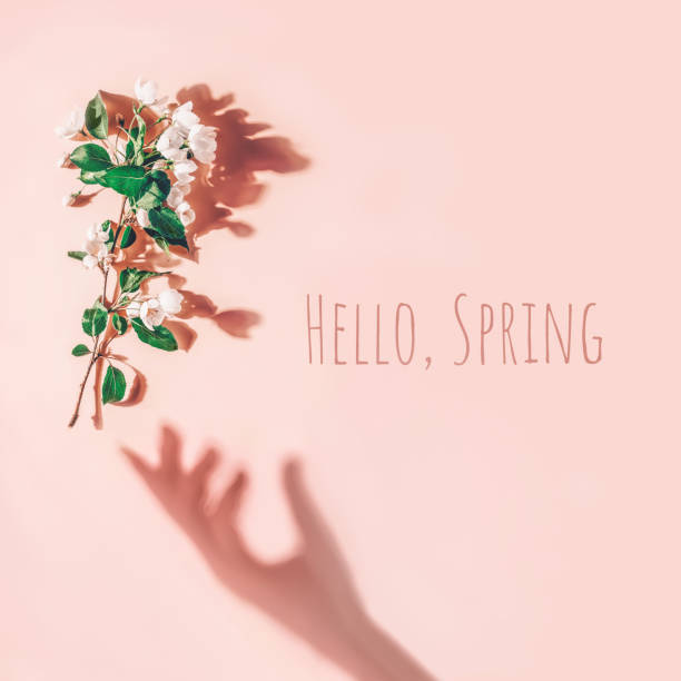 istock Creative layout with a branch of apple blossoms on a pastel pink background. Flat lay. Hello Spring minimal concept 1209209918