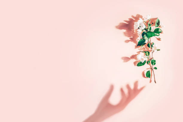 istock Creative layout with a branch of apple blossoms on a pastel pink background. Flat lay. Spring minimal concept 1209209923