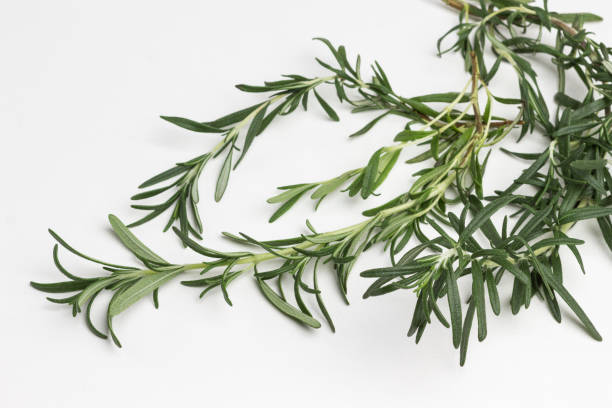 istock Sprig of rosemary on white background, close up, flat lay with copy space 1209211370