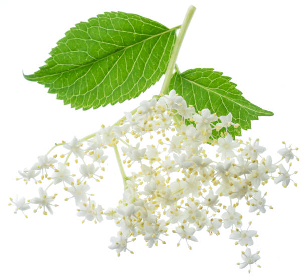 istock Elderberry inflorescence on white background. 1209211610