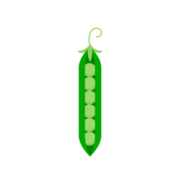 ilustrações de stock, clip art, desenhos animados e ícones de open pod and ripe green peas icon. garden pea symbol isolated on white background. - green pea pea pod salad legume