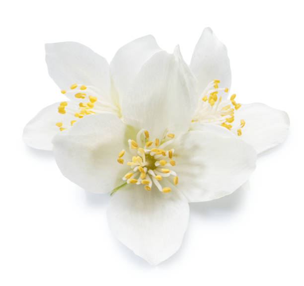 istock Tender jasmine flowers on white background. Clipping path. 1209212340