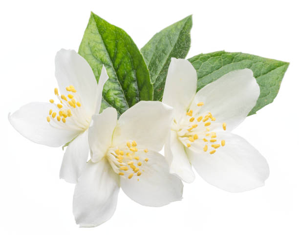 istock Blooming jasmine flower branch with jasmine leaves isolated on white background. 1209212343