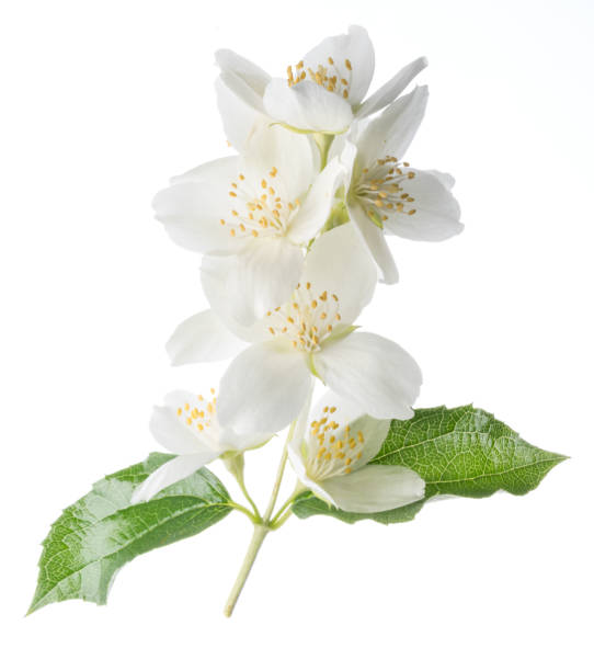 istock Blooming jasmine flower branch with jasmine leaves isolated on white background. 1209212427