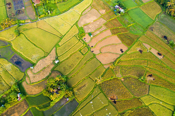 istock Rice fields on Bali near Ubud, view from above. 1209215101