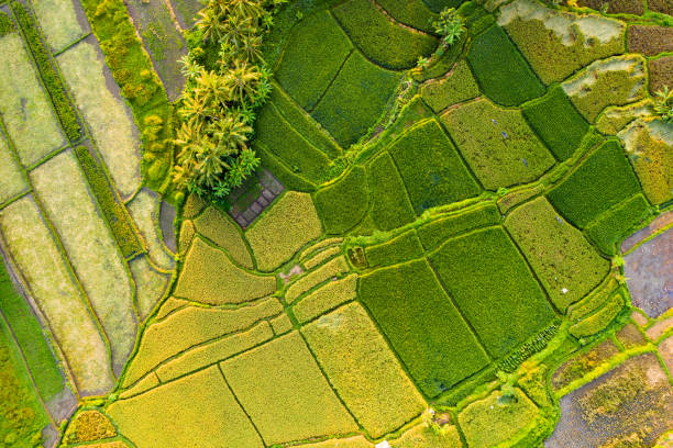istock Rice fields on Bali near Ubud, view from above. 1209215115