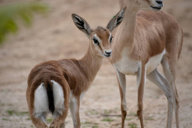 istock Young brood of happy dorcas gazelle 1209217209