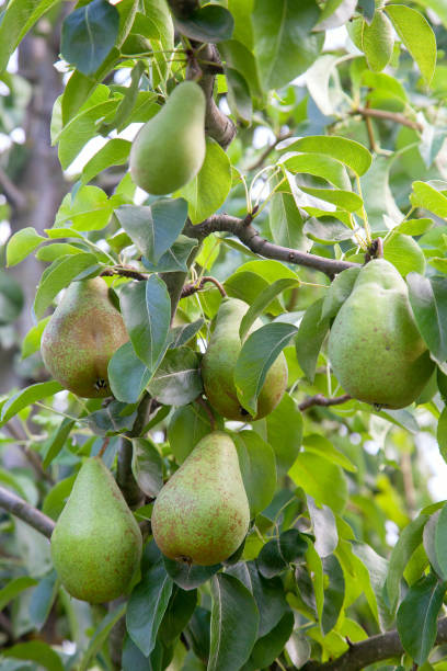 istock Shiny delicious pears hanging from a tree branch in the orchard. 1209218336