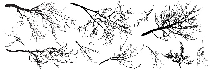 Autumn branches of trees, silhouettes of bare branches. Vector illustration.