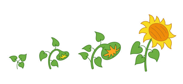 ilustraciones, imágenes clip art, dibujos animados e iconos de stock de planta de girasol. etapas de crecimiento. período de maduración. el ciclo de vida del helianthus. infografía vectorial de línea verde de contorno. desarrollo de progresión de animación. - growth development sunflower progress