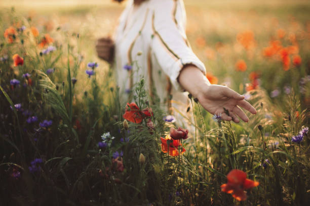 rustik elbiseli kadın gün batımı ışığında haşhaş ve kır çiçeklerini toplayarak, yaz çayırında yürüyor. atmosferik otantik an. kopya alanı. kırsal kesimde çiçek toplayan el. kırsal yavaş yaşam - doğa fotoğraflar stok fotoğraflar ve resimler
