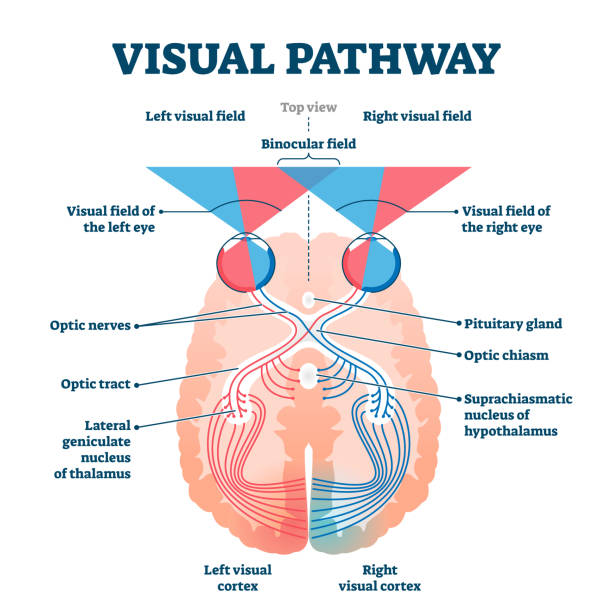 Visual Pathway Medical Vector Illustration Diagram Stock Illustration -  Download Image Now - Eye, Anatomy, Retina - iStock