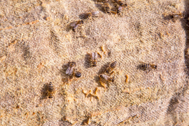 istock Bees swarming on vintage textile background. 1209221528