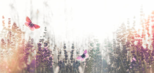 istock Selective and soft focus on butterfly in lavender garden, beutiful nature 1209221632