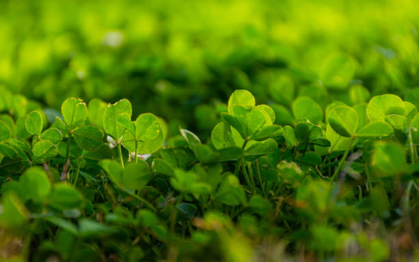 Glade of green clover leaves