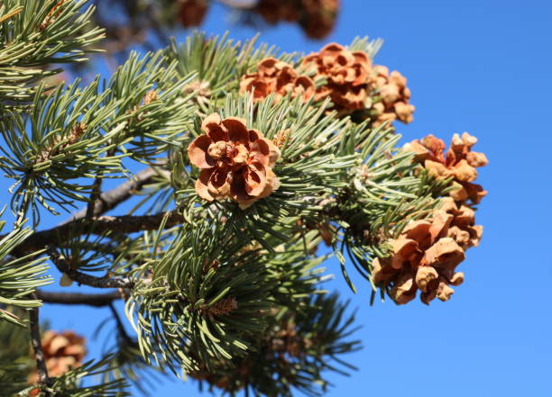 istock Juniper tree leaves and flowers, Utah 1209221699