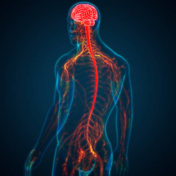 centralny narząd ludzkiego układu nerwowego anatomia mózgu - paralysis human spine x ray image human bone zdjęcia i obrazy z banku zdjęć