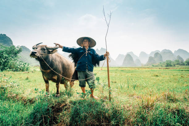 istock water buffalo with farmer  against rice field 1209223279