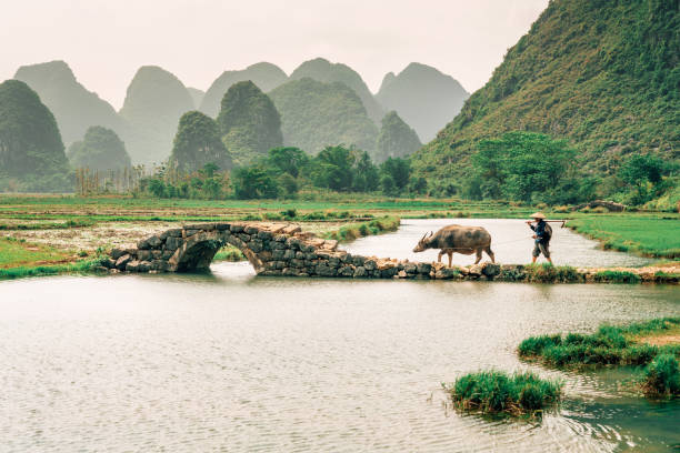 istock Old chinese farmer with water buffalo against rice field 1209224431