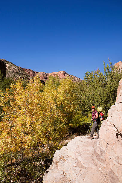 природный - arizona sycamore стоковые фото и изображения