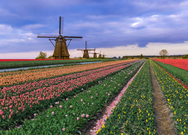 istock Windmills and flowers in Netherlands 1209225645