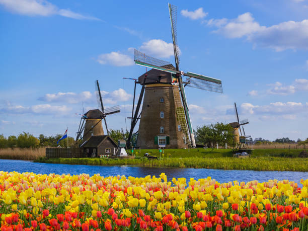 windmills and flowers in netherlands - zaandam imagens e fotografias de stock