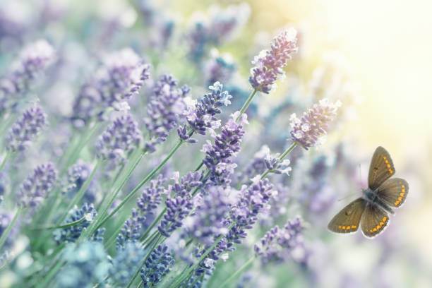 istock Selective focus on butterfly in lavender garden 1209226022