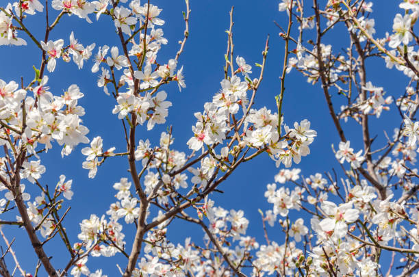 istock Close-up of almond tree spring time blossoms. 1209226331