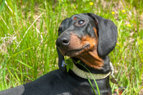 istock Black and tan dachshund puppy on summer field 1209227792