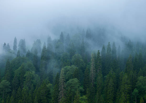 istock Misty forest in Rize, Karadeniz, Turkey 1209228673
