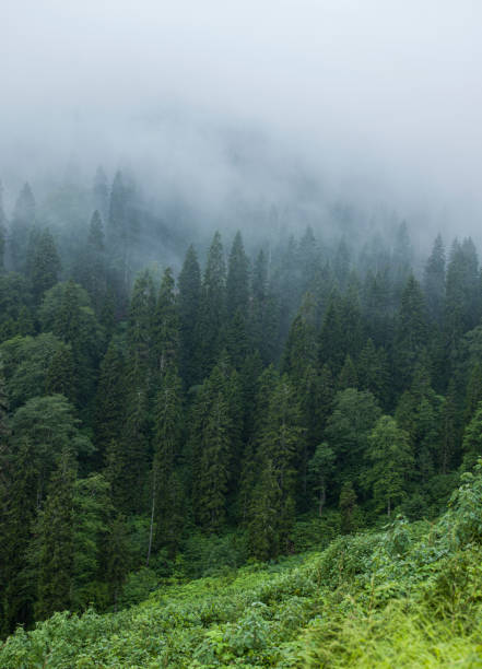 istock Misty forest in Rize, Karadeniz, Turkey 1209228719