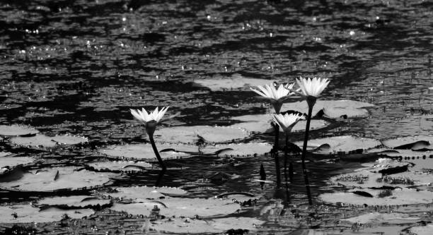 istock Lotus in Black and White 1209231386