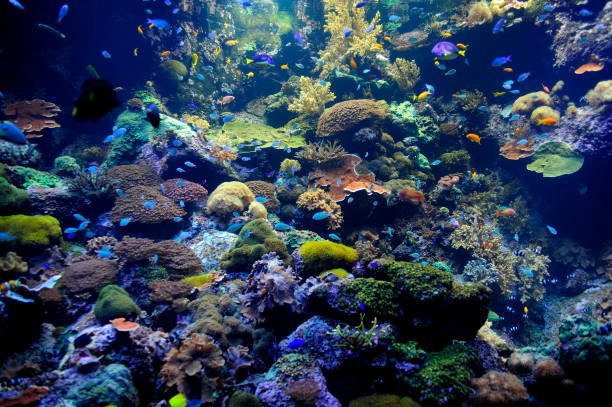 istock Aquarium detail. 1209233102
