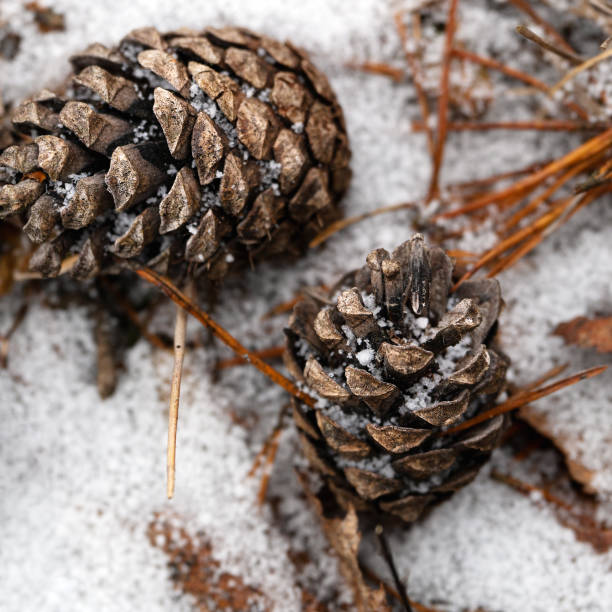 istock Pine cones lying on the snow in the forest in winter close up 1209233511