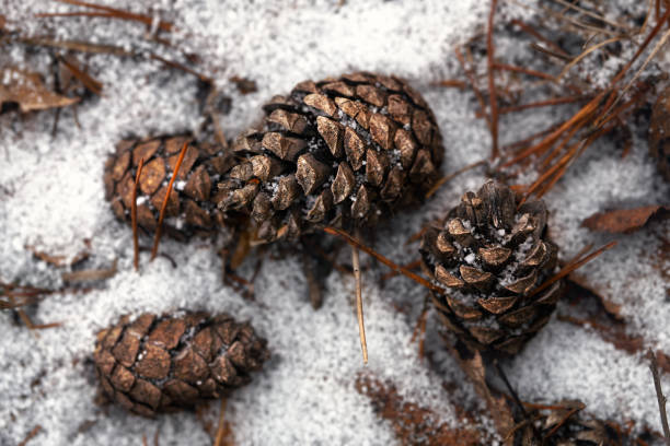 istock Pine cones lying on the snow in the forest in winter close up 1209233516