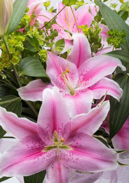 istock Close up of pink lily flower 1209233826