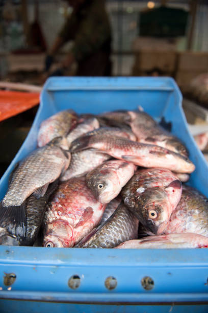 istock Fresh fish on the open market 1209234586