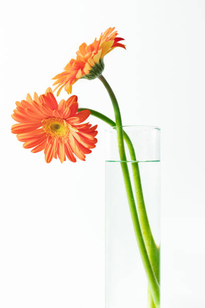 istock Gerbera flower in glass vase, white background 1209234961