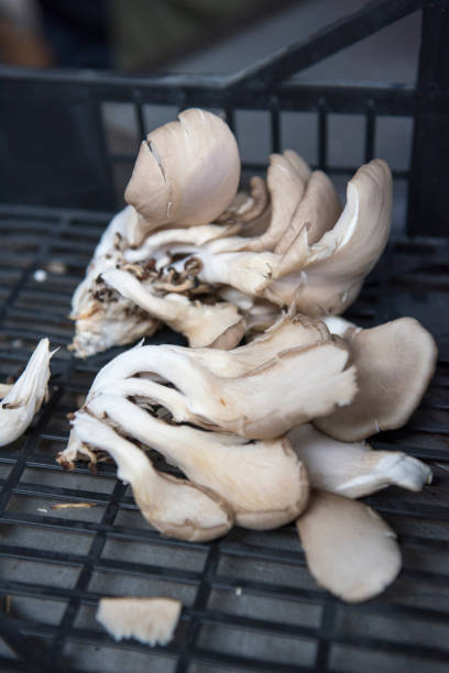 istock Organic mushrooms on an open market counter 1209235147