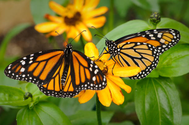 Pair of monarch butterflies