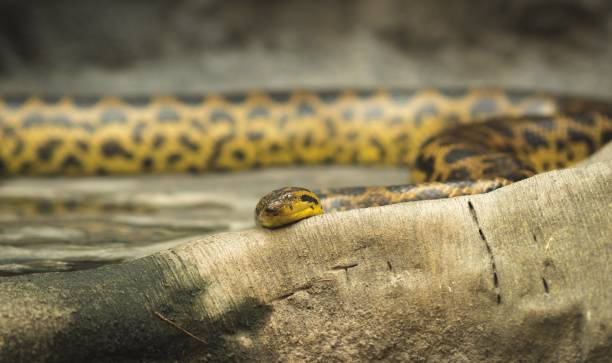 istock Rattlesnake coiled up in front of an old dead tree stump and looking at the camera 1209235315