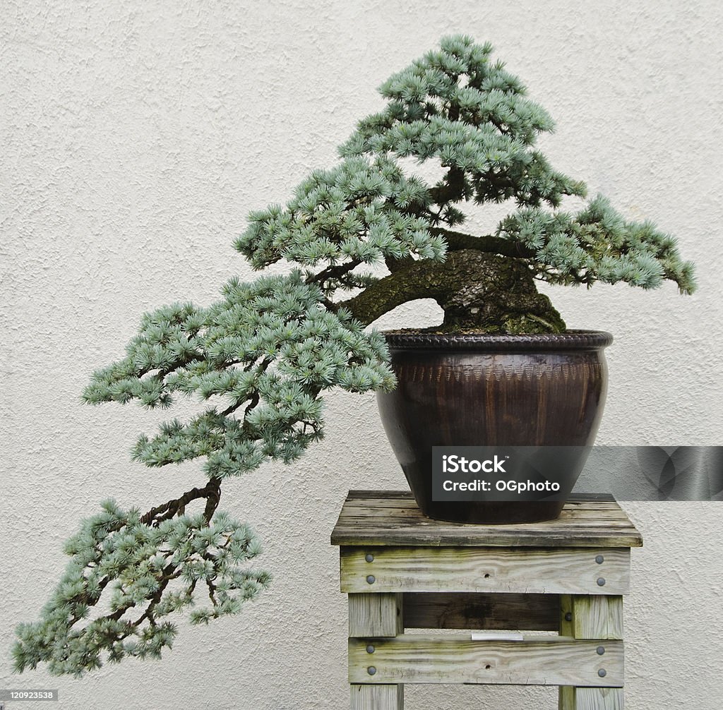 Bonsai - Foto stock royalty-free di Bonsai