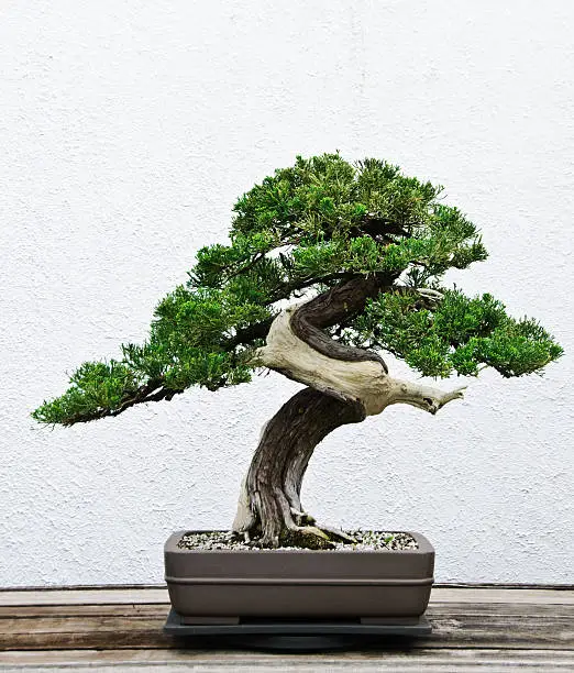 A bonsai tree in a ceramic pot.