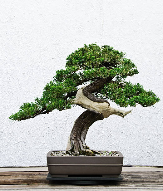 ต้นบอนไซ - bonsai tree ภาพสต็อก ภาพถ่ายและรูปภาพปลอดค่าลิขสิทธิ์