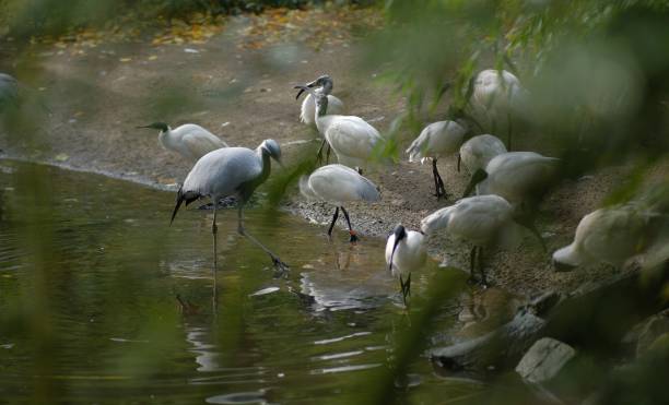 istock bird in its natural environment of forest trees and plants 1209235558