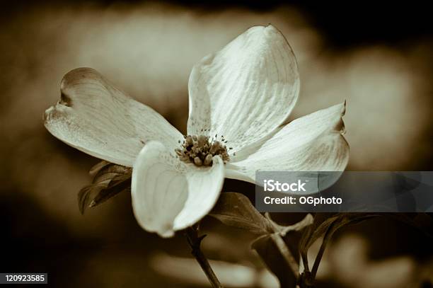 Tonacja Flowering Dogwood - zdjęcia stockowe i więcej obrazów Bez ludzi - Bez ludzi, Biały, Czarno biały