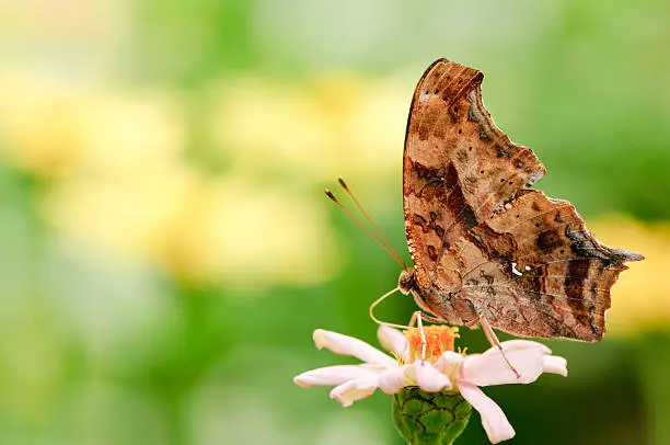 Comma butterfly(Polygonia c-album) on  a pink flower.