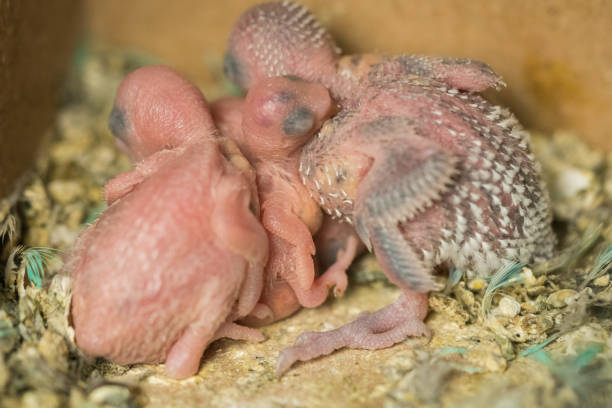 A day old cockatiel trying to stand upright
